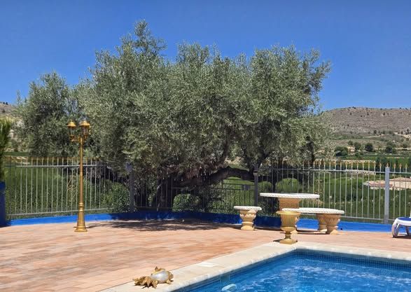 The pool beside an old olive tree, with hills behind